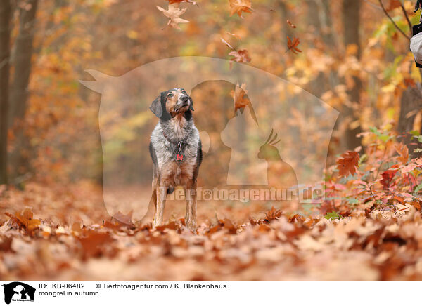 Mischling im Herbst / mongrel in autumn / KB-06482