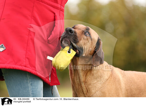 Mischling Portrait / mongrel portrait / KB-06489