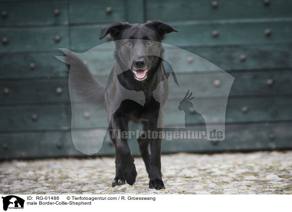 Border-Collie-Schferhund Rde / male Border-Collie-Shepherd / RG-01486