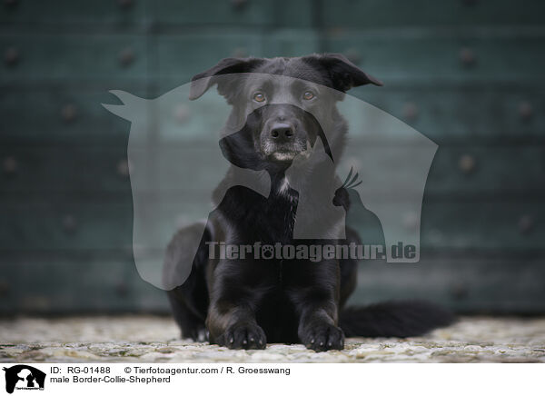 Border-Collie-Schferhund Rde / male Border-Collie-Shepherd / RG-01488