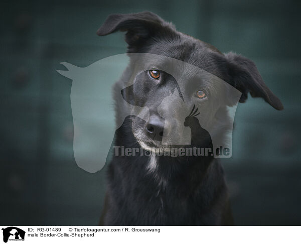 Border-Collie-Schferhund Rde / male Border-Collie-Shepherd / RG-01489