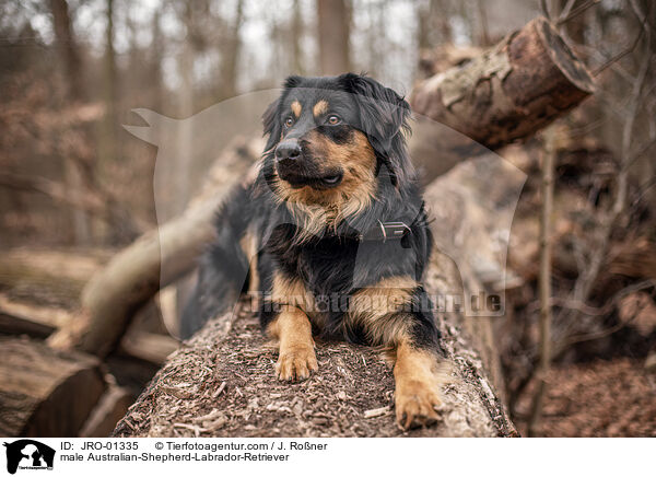 Australian-Shepherd-Labrador-Retriever Rde / male Australian-Shepherd-Labrador-Retriever / JRO-01335