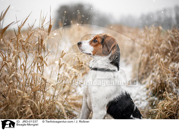 Beagle-Mischling / Beagle-Mongrel / JRO-01337