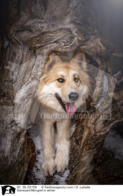 Samojede-Mischling im Winter / Samoyed-Mongrel in winter / DL-02159