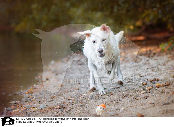 Labrador-Retriever-Sch�ferhund R�de / male Labrador-Retriever-Shepherd / BS-08535