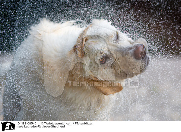 Labrador-Retriever-Schferhund Rde / male Labrador-Retriever-Shepherd / BS-08546