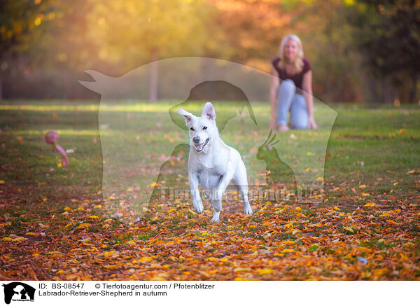 Labrador-Retriever-Sch�ferhund im Herbst / Labrador-Retriever-Shepherd in autumn / BS-08547