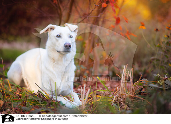 Labrador-Retriever-Schferhund im Herbst / Labrador-Retriever-Shepherd in autumn / BS-08628