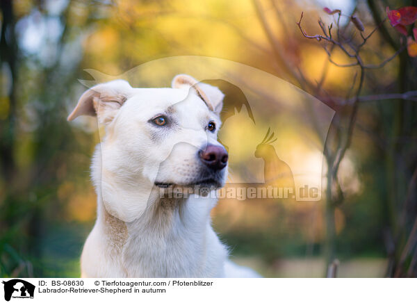 Labrador-Retriever-Schferhund im Herbst / Labrador-Retriever-Shepherd in autumn / BS-08630