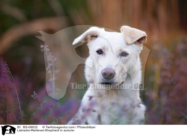 Labrador-Retriever-Schferhund im Herbst / Labrador-Retriever-Shepherd in autumn / BS-08632