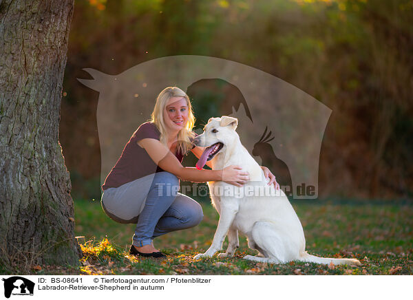 Labrador-Retriever-Schferhund im Herbst / Labrador-Retriever-Shepherd in autumn / BS-08641