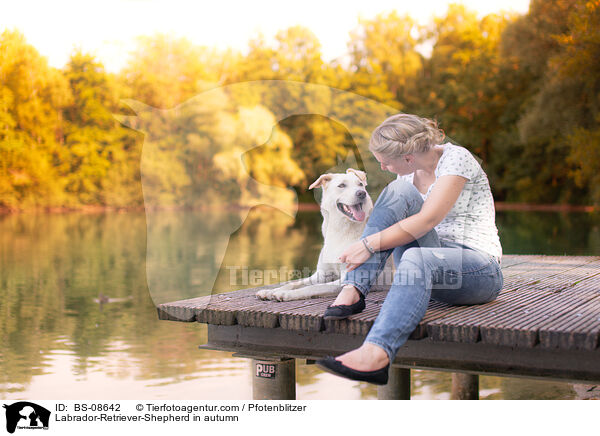 Labrador-Retriever-Schferhund im Herbst / Labrador-Retriever-Shepherd in autumn / BS-08642