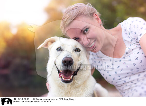 Labrador-Retriever-Schferhund Rde / male Labrador-Retriever-Shepherd / BS-08645