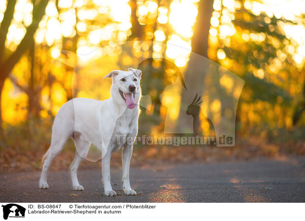 Labrador-Retriever-Schferhund im Herbst / Labrador-Retriever-Shepherd in autumn / BS-08647