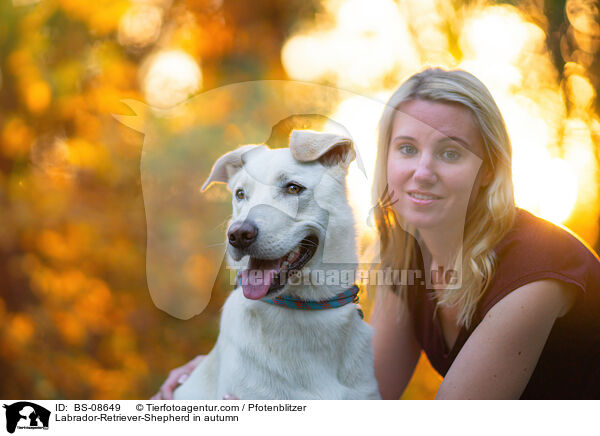 Labrador-Retriever-Schferhund im Herbst / Labrador-Retriever-Shepherd in autumn / BS-08649
