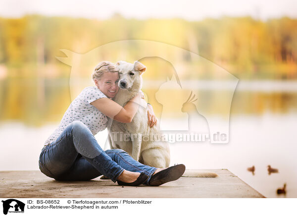 Labrador-Retriever-Schferhund im Herbst / Labrador-Retriever-Shepherd in autumn / BS-08652