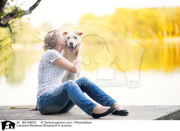 Labrador-Retriever-Schferhund im Herbst / Labrador-Retriever-Shepherd in autumn / BS-08653