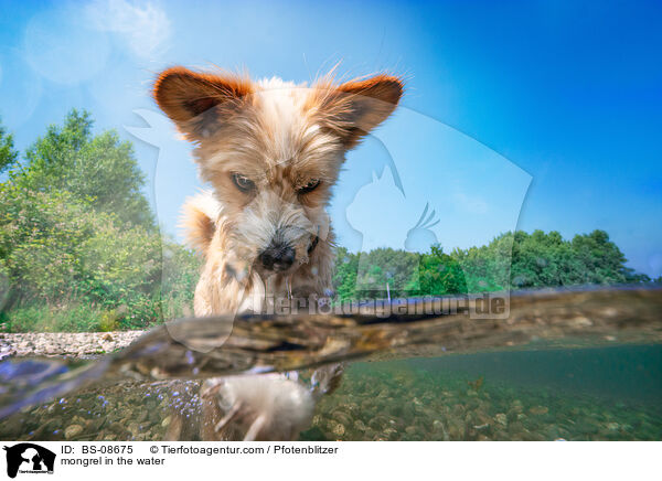 Mischling im Wasser / mongrel in the water / BS-08675