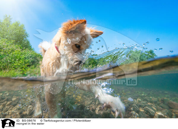 Mischling im Wasser / mongrel in the water / BS-08676