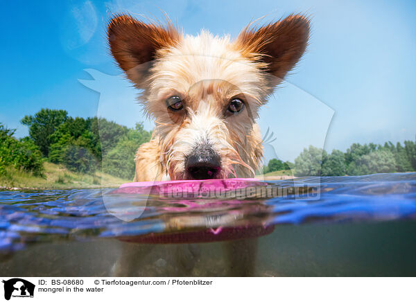 mongrel in the water / BS-08680