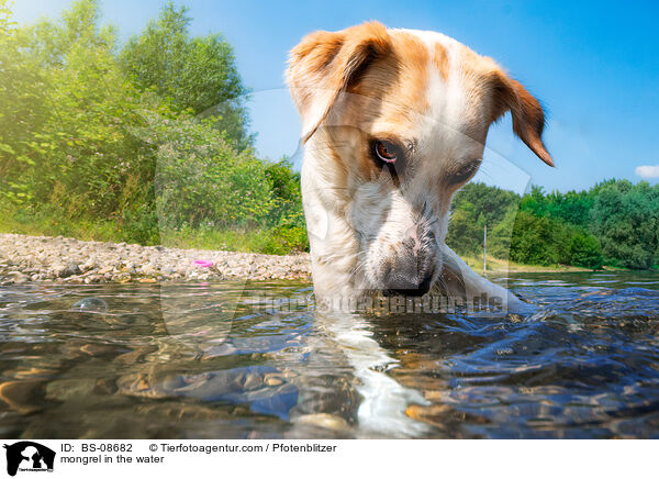 mongrel in the water / BS-08682