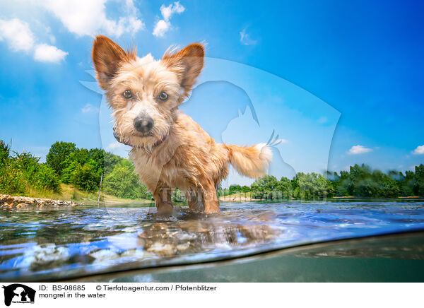 Mischling im Wasser / mongrel in the water / BS-08685