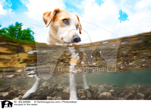 mongrel in the water / BS-08688