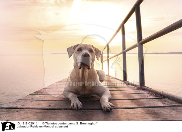 Labrador-Retriever-Mischling im Sonnenuntergang / Labrador-Retriever-Mongel at sunset / SIB-02011