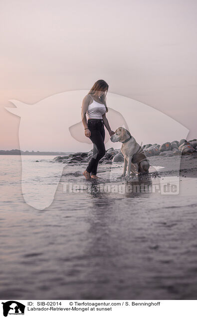 Labrador-Retriever-Mischling im Sonnenuntergang / Labrador-Retriever-Mongel at sunset / SIB-02014
