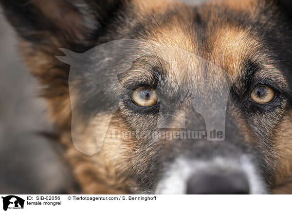 Mischling Hndin / female mongrel / SIB-02056