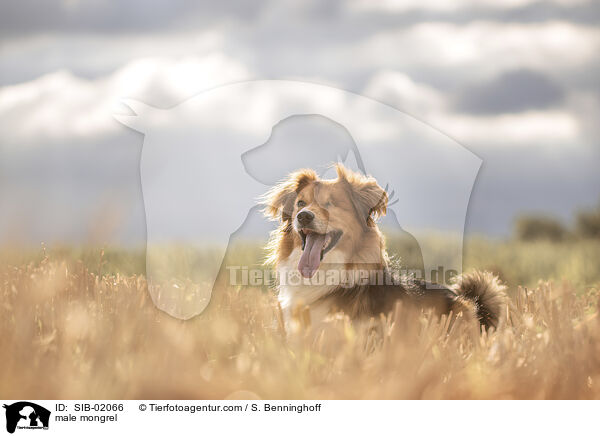 Mischling Rde / male mongrel / SIB-02066