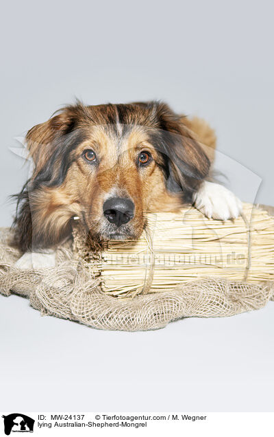 liegender Australian-Shepherd-Mix / lying Australian-Shepherd-Mongrel / MW-24137