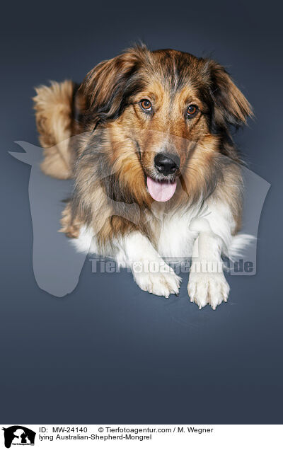 liegender Australian-Shepherd-Mix / lying Australian-Shepherd-Mongrel / MW-24140