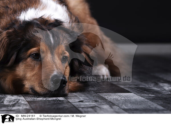 liegender Australian-Shepherd-Mix / lying Australian-Shepherd-Mongrel / MW-24161