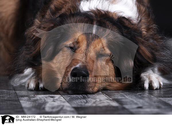 liegender Australian-Shepherd-Mix / lying Australian-Shepherd-Mongrel / MW-24172