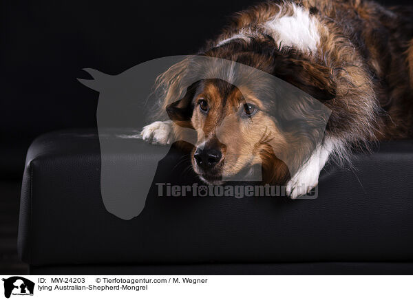 liegender Australian-Shepherd-Mix / lying Australian-Shepherd-Mongrel / MW-24203