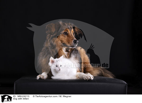 dog with kitten / MW-24213