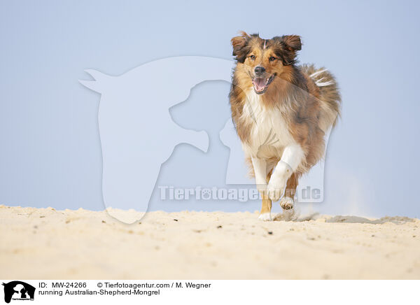 rennender Australian-Shepherd-Mix / running Australian-Shepherd-Mongrel / MW-24266