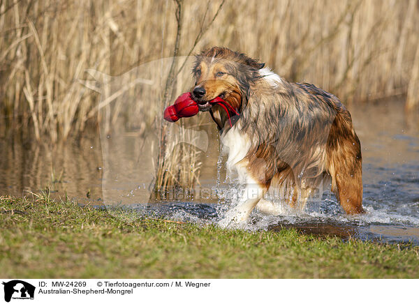 Australian-Shepherd-Mix / Australian-Shepherd-Mongrel / MW-24269