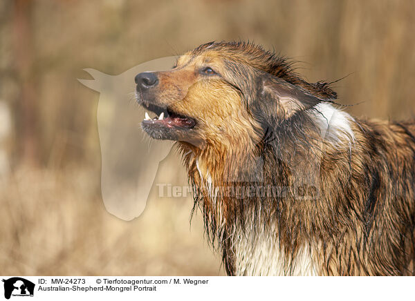 Australian-Shepherd-Mix Portrait / Australian-Shepherd-Mongrel Portrait / MW-24273