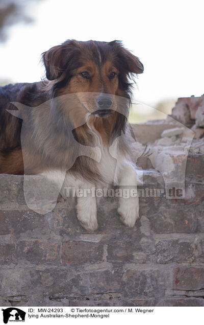 liegender Australian-Shepherd-Mix / lying Australian-Shepherd-Mongrel / MW-24293