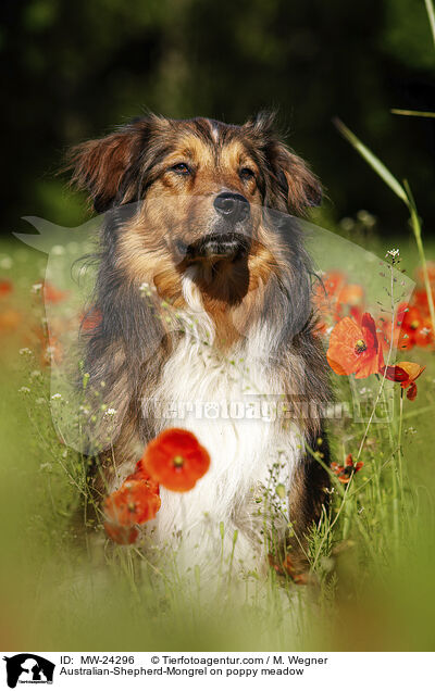 Australian-Shepherd-Mongrel on poppy meadow / MW-24296
