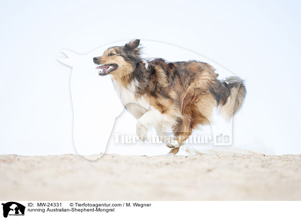 rennender Australian-Shepherd-Mix / running Australian-Shepherd-Mongrel / MW-24331