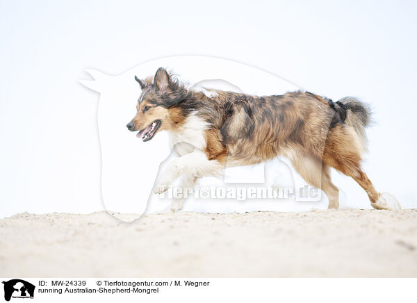 rennender Australian-Shepherd-Mix / running Australian-Shepherd-Mongrel / MW-24339