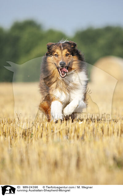 rennender Australian-Shepherd-Mix / running Australian-Shepherd-Mongrel / MW-24396