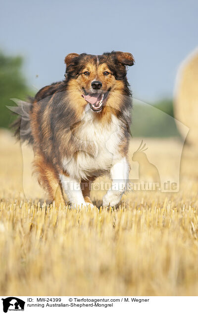 rennender Australian-Shepherd-Mix / running Australian-Shepherd-Mongrel / MW-24399