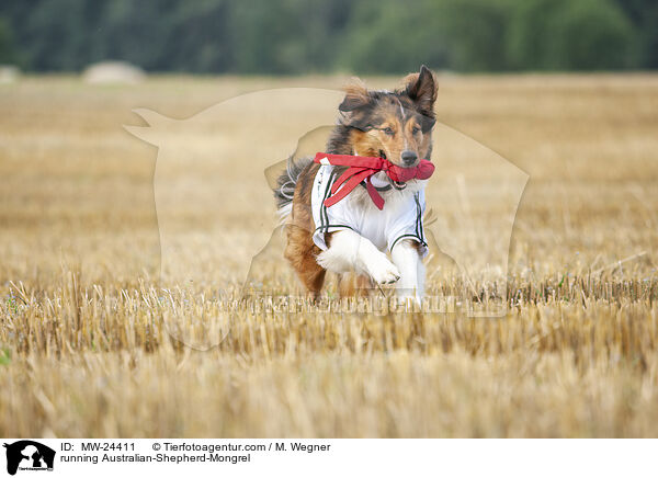 rennender Australian-Shepherd-Mix / running Australian-Shepherd-Mongrel / MW-24411