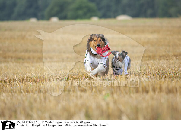 Australian-Shepherd-Mix und Miniature Australian Shepherd / Australian-Shepherd-Mongrel and Miniature Australian Shepherd / MW-24416