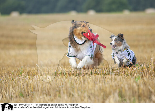 Australian-Shepherd-Mix und Miniature Australian Shepherd / Australian-Shepherd-Mongrel and Miniature Australian Shepherd / MW-24417