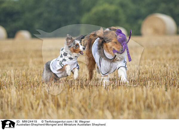Australian-Shepherd-Mix und Miniature Australian Shepherd / Australian-Shepherd-Mongrel and Miniature Australian Shepherd / MW-24419